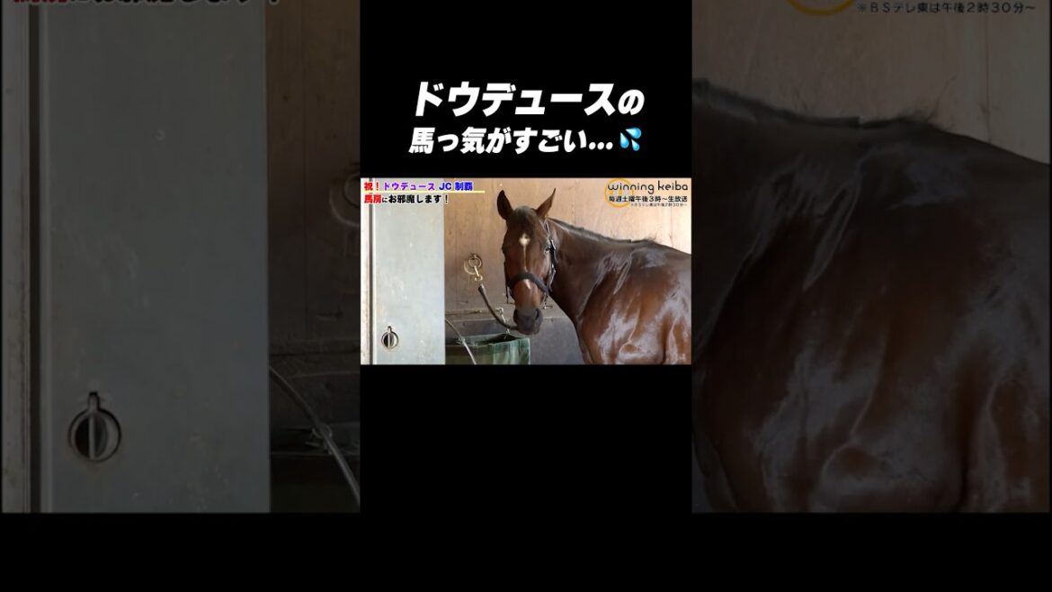 【#馬っけ すご…🫣】#ドウデュース の未公開カットを大放出!#shorts 【#馬っけ すご…🫣】#ドウデュース の未公開カットを大放出!#shorts