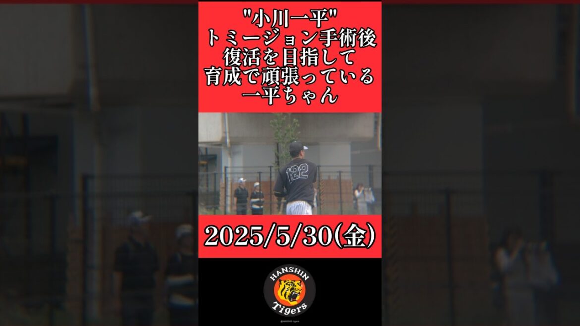 【阪神】"小川一平"１軍復活を目指しファームで練習の日々！ #阪神 #阪神タイガース #小川一平 #shorts