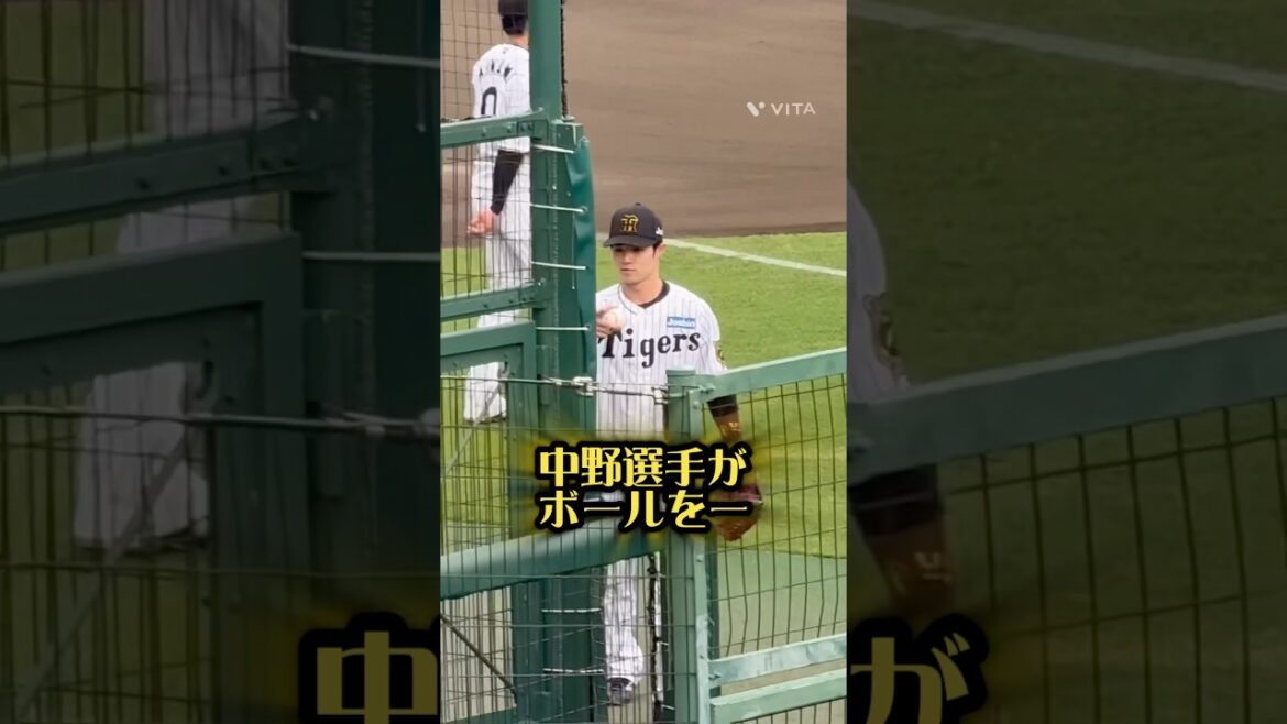 中野選手がボールを子供に25/6/7 #阪神タイガース #甲子園 #阪神 #プロ野球 #野球 #阪神ファン #中野拓夢 #野球少年 #ボール #阪神甲子園球場