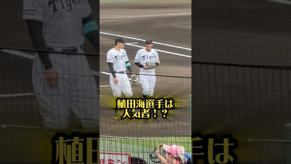 植田海選手は人気者⁉︎25/6/7 #阪神タイガース #阪神 #甲子園 #阪神ファン #プロ野球 #野球 #阪神甲子園球場 #佐藤輝明 #近本光司 #植田海 #近江 #近江高校 #滋賀県 #野球選手