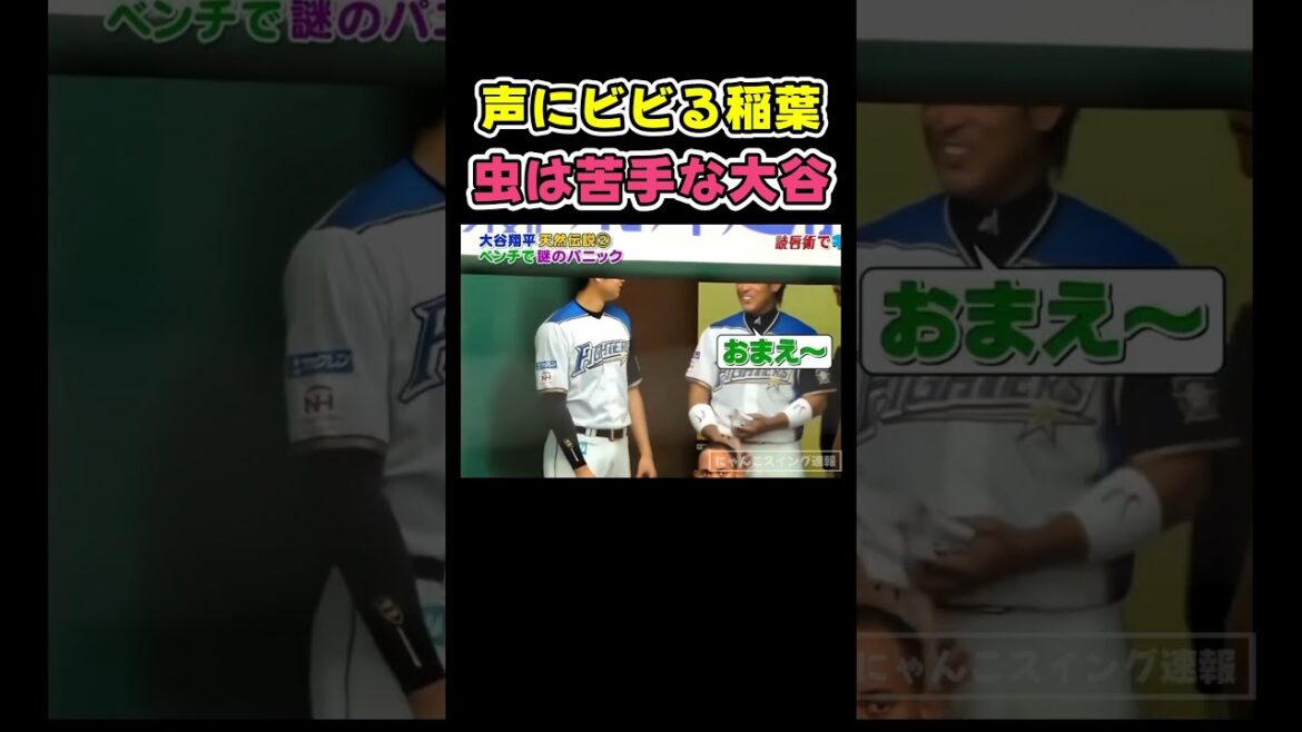 虫にビビる大谷にビビる稲葉　日ハム時代【ドジャース大谷翔平】