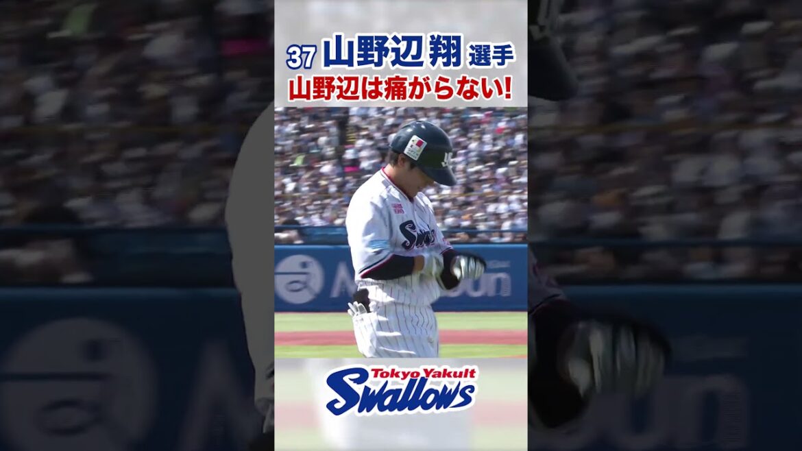 山野辺翔選手 山野辺は痛がらない！  #swallows #山野辺翔 #shorts