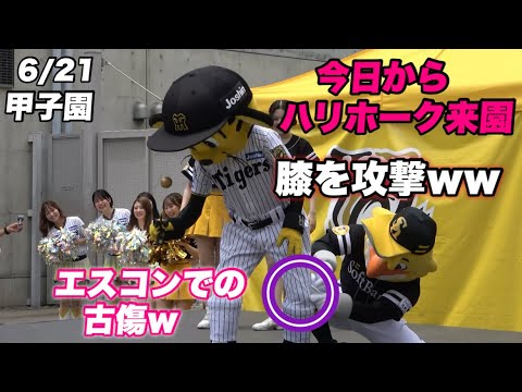 【中身はやっぱり糸井嘉男?笑 トラッキーが膝を痛めてるのを知り膝を集中攻撃するハリー笑】阪神対ソフトバンク 【中身はやっぱり糸井嘉男?笑 トラッキーが膝を痛めてるのを知り膝を集中攻撃するハリー笑】阪神対ソフトバンク
