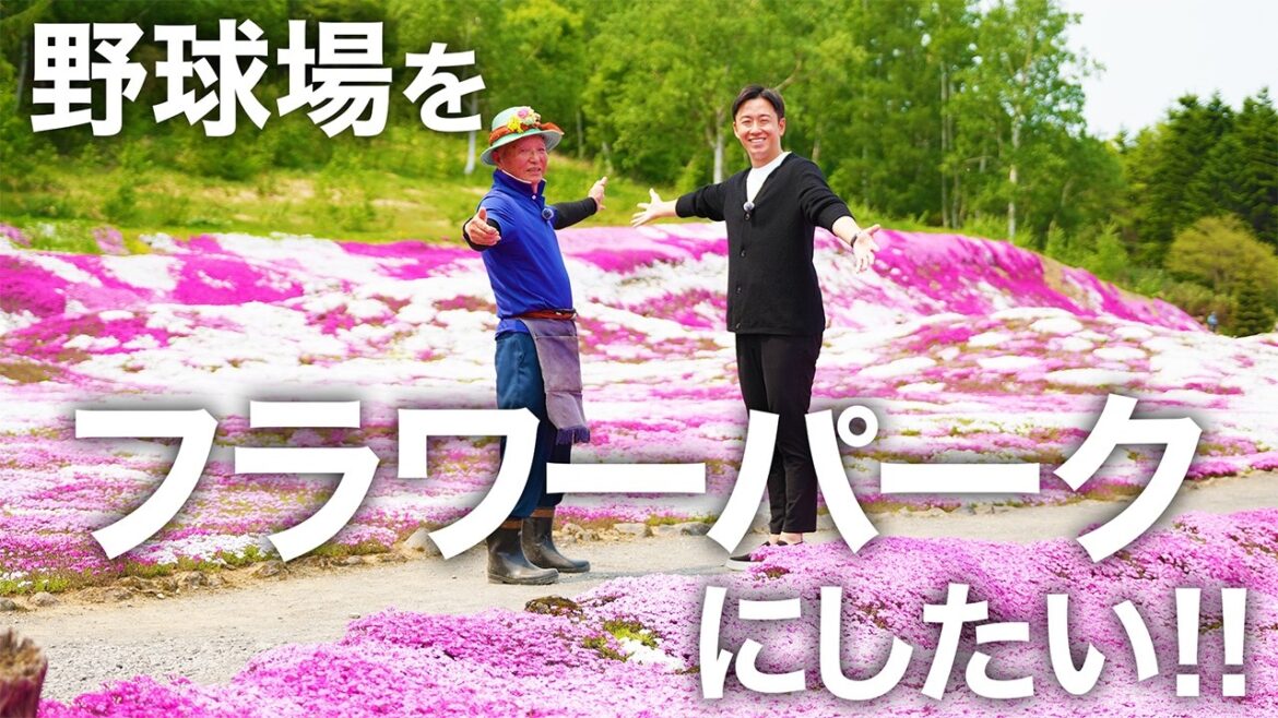 野球場を芝桜で満開にしたい!!