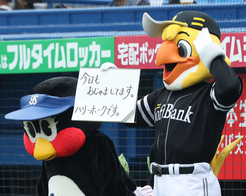 【ヤクルト】SBハリーホーク、つば九郎に隠れメッセージ 頭文字を合わせると…「えみフル」 – nikkansports.com ヤクルト対ソフトバンク 試合前、フリップ芸を披露するハリーホーク(右)とつばみ(撮影・河田真司)