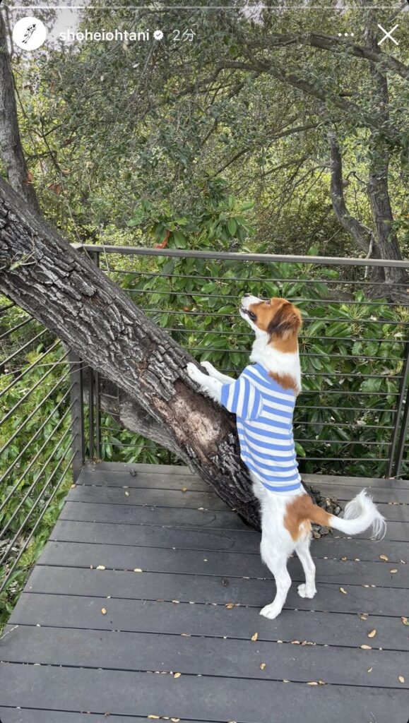 大谷翔平のインスタグラム（＠ｓｈｏｈｅｉｏｈｔａｎｉ）より