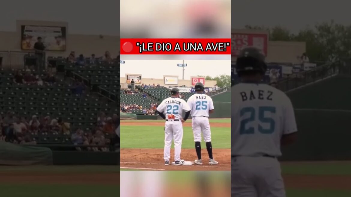 Una ave fue golpeada por la pelota en pleno juego… 🕊️⚾ #Béisbol #MLB #MomentoImpactante #AveHerida Una ave fue golpeada por la pelota en pleno juego… 🕊️⚾ #Béisbol #MLB #MomentoImpactante #AveHerida