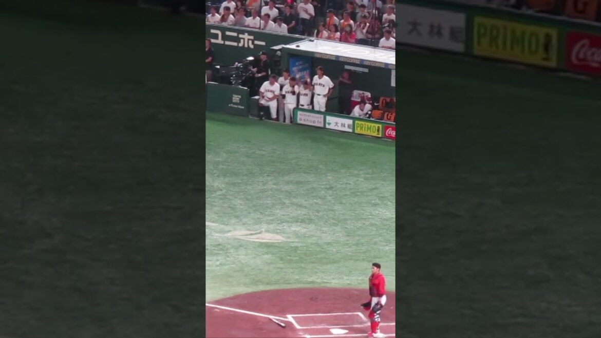 岡本和真のヒットに喜ぶ巨人ベンチ（ 読売ジャイアンツ 対 広島カープ 2024年8月22日）