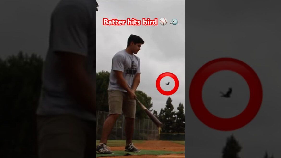 Batter Hits Bird with line drive!