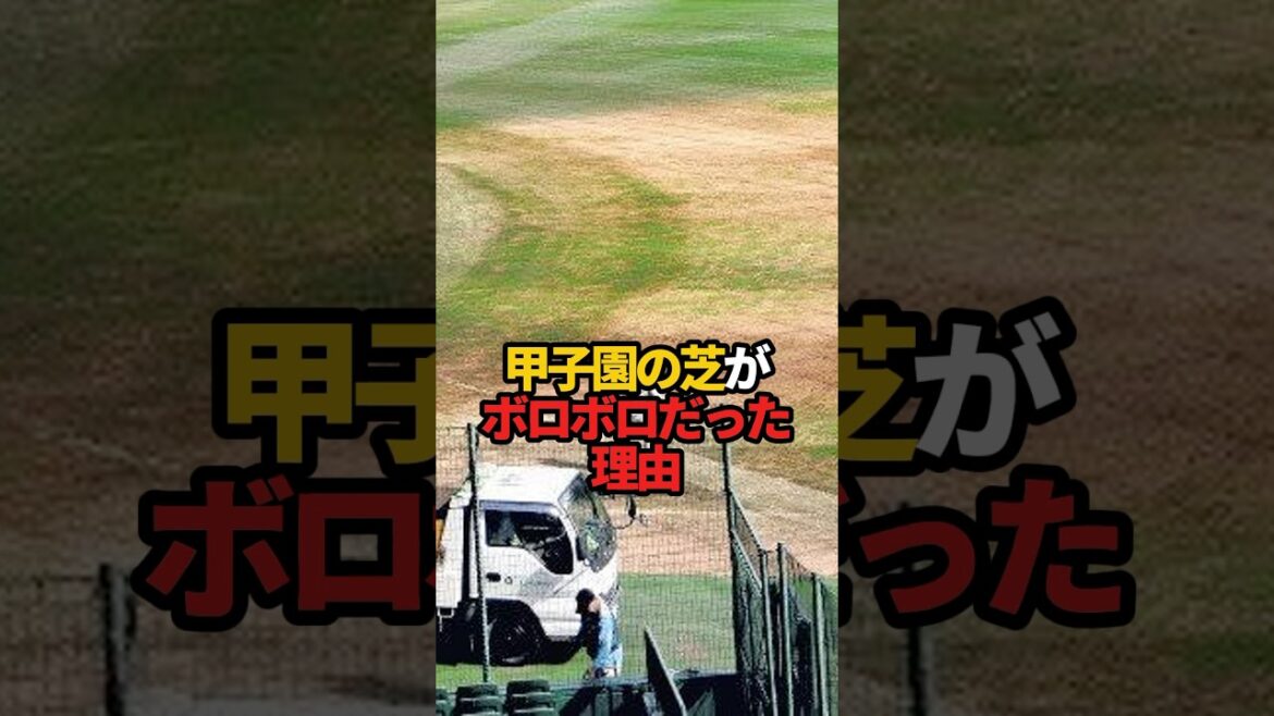 甲子園の芝がボロボロだった理由#sports #shorts #プロ野球 #高校野球 #野球 #やきゅスト