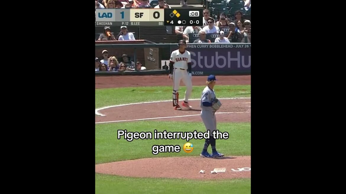 「あれは鳥ですか？」🐦