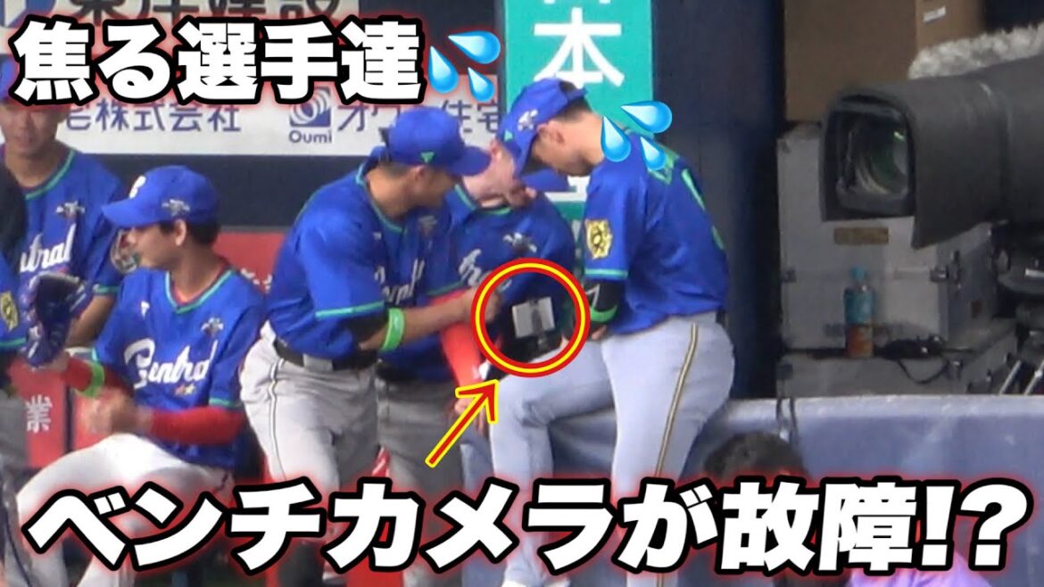 【スタッフも出動とベンチカメラをめっちゃ気にする近本 吉川尚輝が可愛い笑】