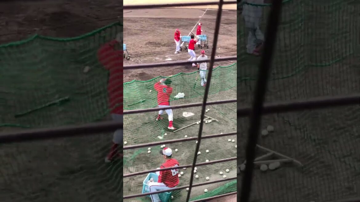 背番号５小園選手のトスバッティング#カープ #小園海斗 #キャンプ