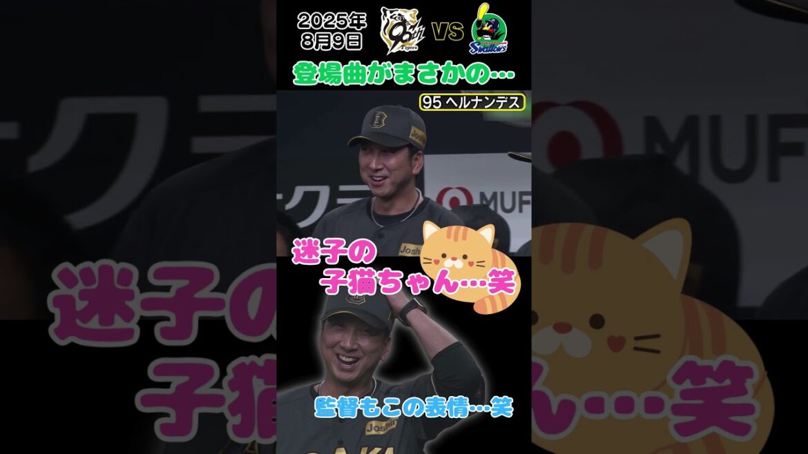 【迷子の迷子の子猫ちゃん～♪】ヘルナンデスまさかの登場曲で登場！笑（2025年8月9日 阪神ーヤクルト） #サンテレビボックス席