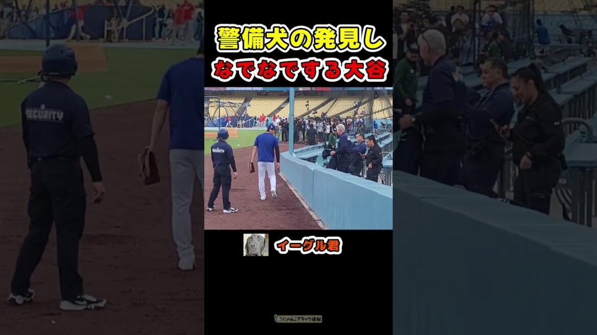 警備犬をなでなで、最後はボールをプレゼントする大谷【ドジャース大谷翔平ホームラン】 #野球