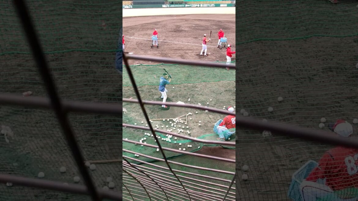 矢野のトスバッティング#カープ #キャンプ #矢野雅哉