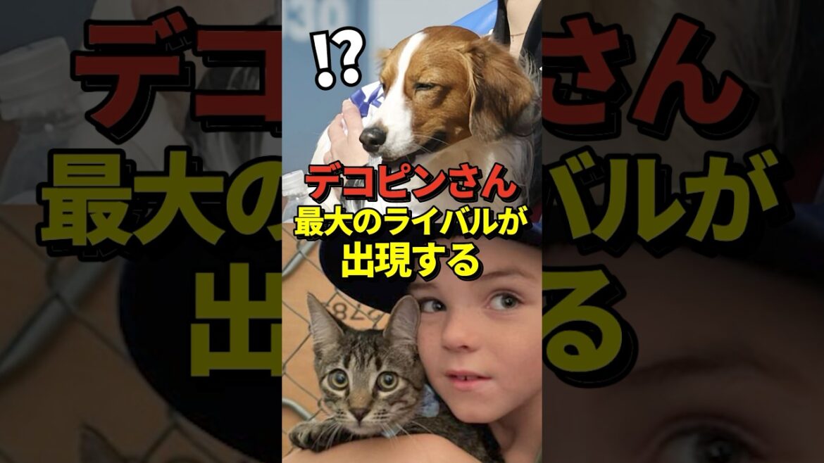 大谷翔平の愛犬デコピンに最大のライバルが出現！フリーマンが保護猫を引き取り、ワールドチャンピオンにちなんで「チャンプ」と名付ける！#shorts #大谷翔平 #野球
