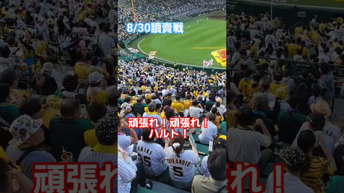 頑張れ！ハルト！#高橋遥人#阪神タイガース #甲子園#阪神#はんしん #hanshintigers