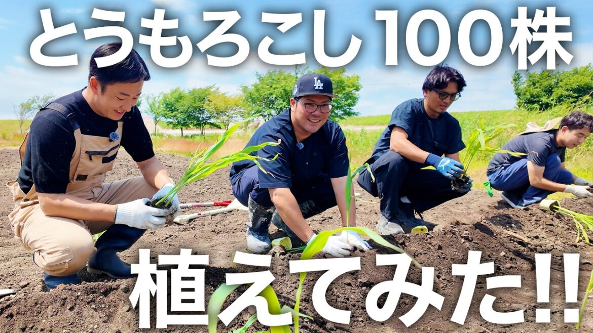 とうもろこし【恵味ゴールド】100株植えてみた!!