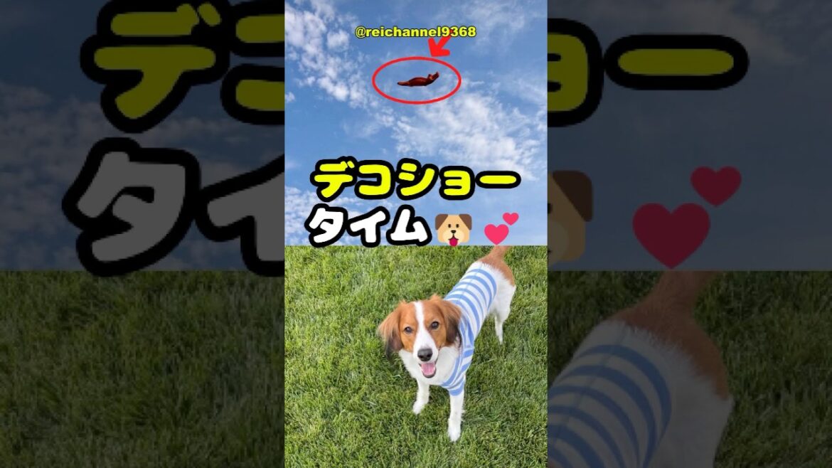 【デコピン】デコショータイム🐶💕 #shorts #mlb #デコピン