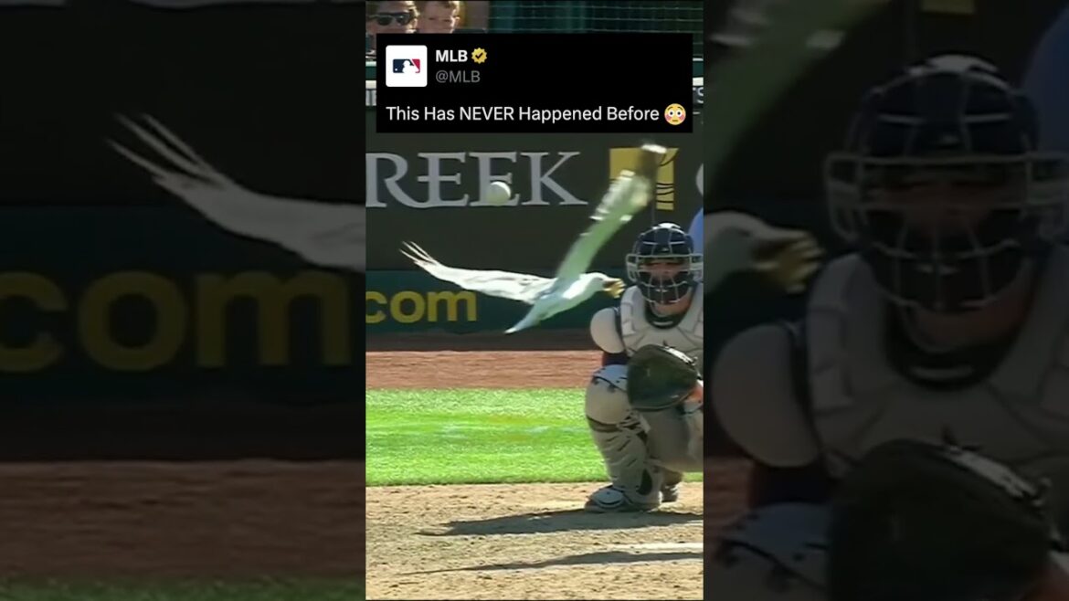 ボールはもう少しで鳥に当たるところだった😱 ボールはもう少しで鳥に当たるところだった😱