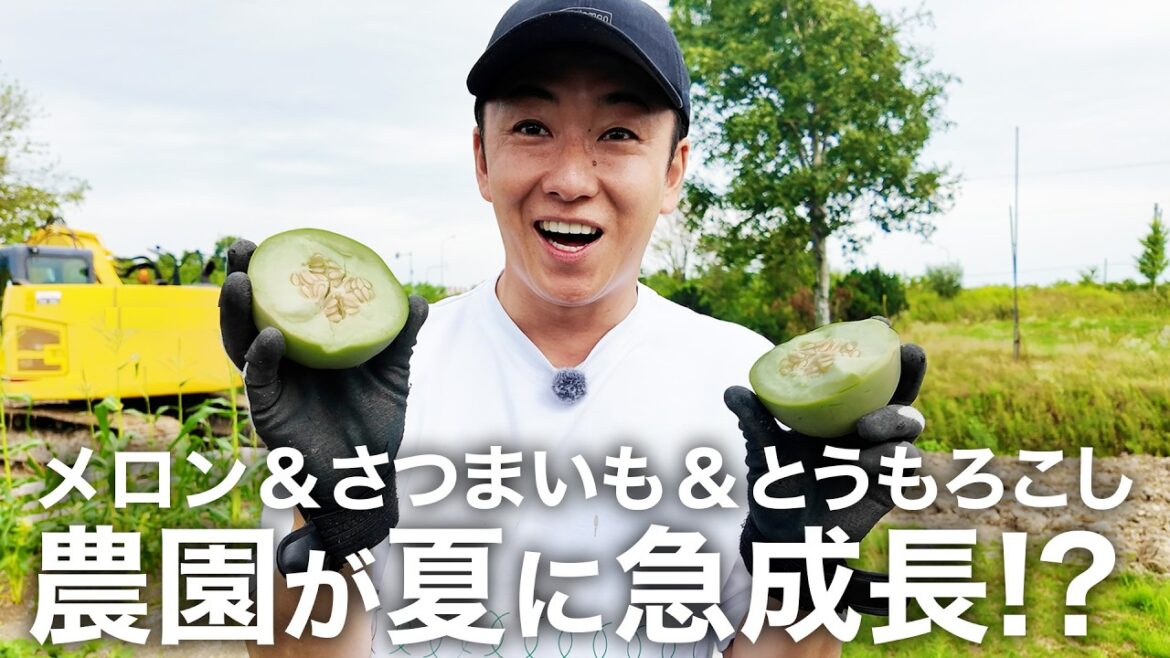 夏に急成長!? メロン、さつまいも、とうもろこしはどうなった？【野球場菜園】