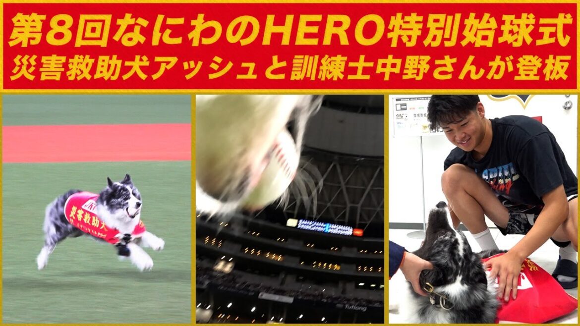 【ワンちゃん目線】災害救助犬アッシュ＆訓練士中野さん 「なにわのHERO特別始球式」
