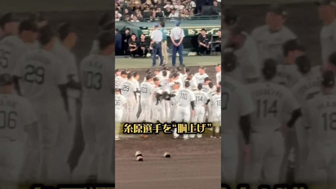 糸原選手"胴上げ”  中野選手胴上げの前にこっそり上げてました #阪神タイガース #阪神 #阪神ファン #糸原健斗 #植田海 #小野寺暖 #甲子園 #阪神優勝 #胴上げ #プロ野球