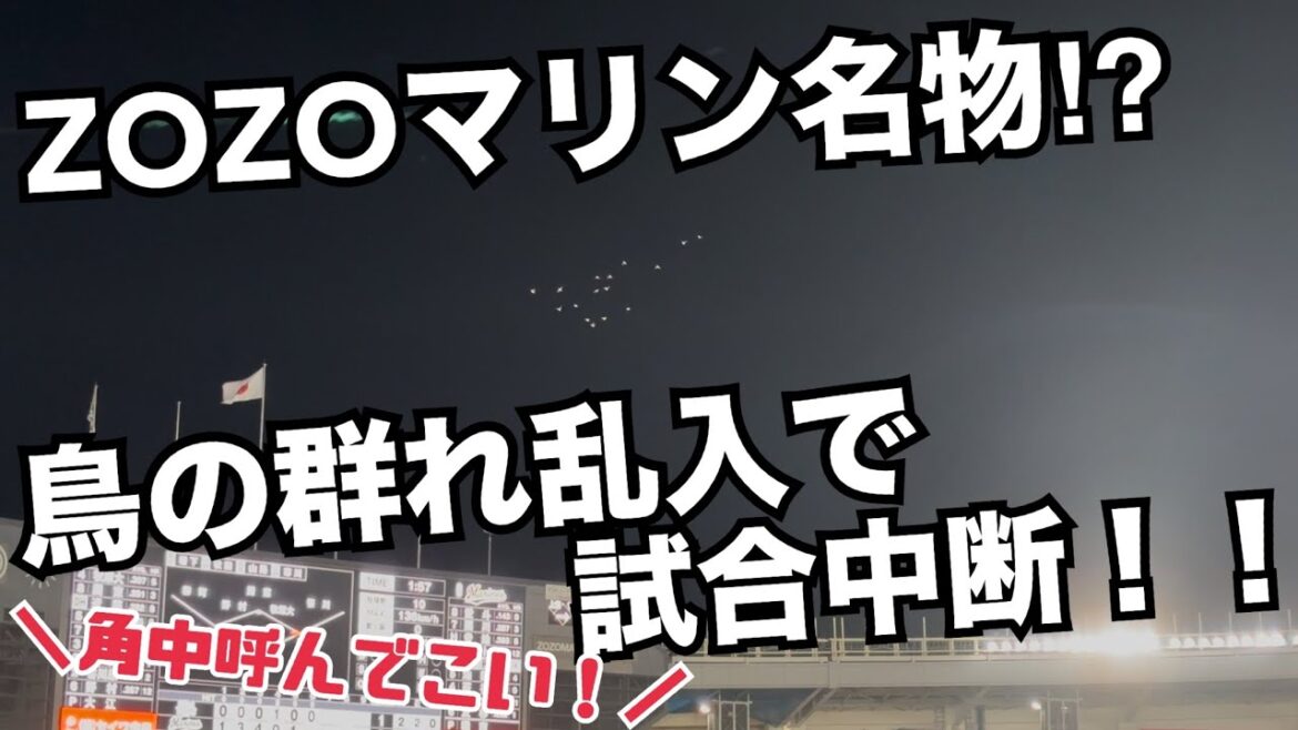 ZOZOマリン名物⁉︎ 鳥の群れ乱入で試合中断！！