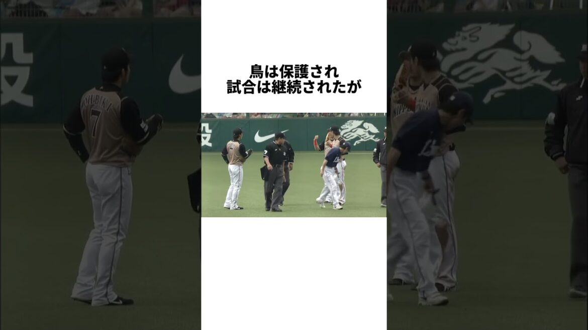 『ドームなのに鳥が飛んでいるベルーナドーム』について #shorts #プロ野球 #野球 #ベルーナドーム #西武ライオンズ 『ドームなのに鳥が飛んでいるベルーナドーム』について #shorts #プロ野球 #野球 #ベルーナドーム #西武ライオンズ
