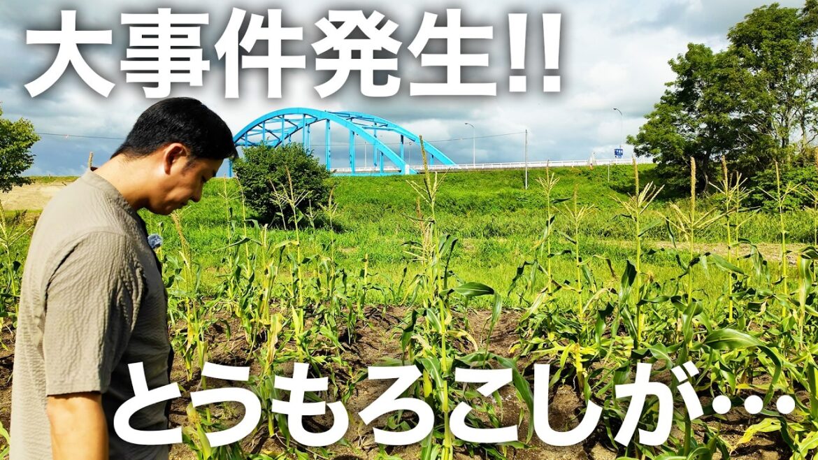大事件発生!! とうもろこしがとんでもないことに…