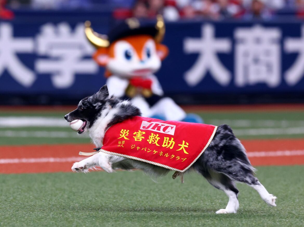 オリックス 災害救助犬が見事な始球式 大谷翔平の愛犬・デコピンをほうふつ ボールをくわえてホームへ 選手も目を輝かせて見つめる スタンド拍手喝采（デイリースポーツ） - Yahoo!ニュース - Yahoo!ニュース