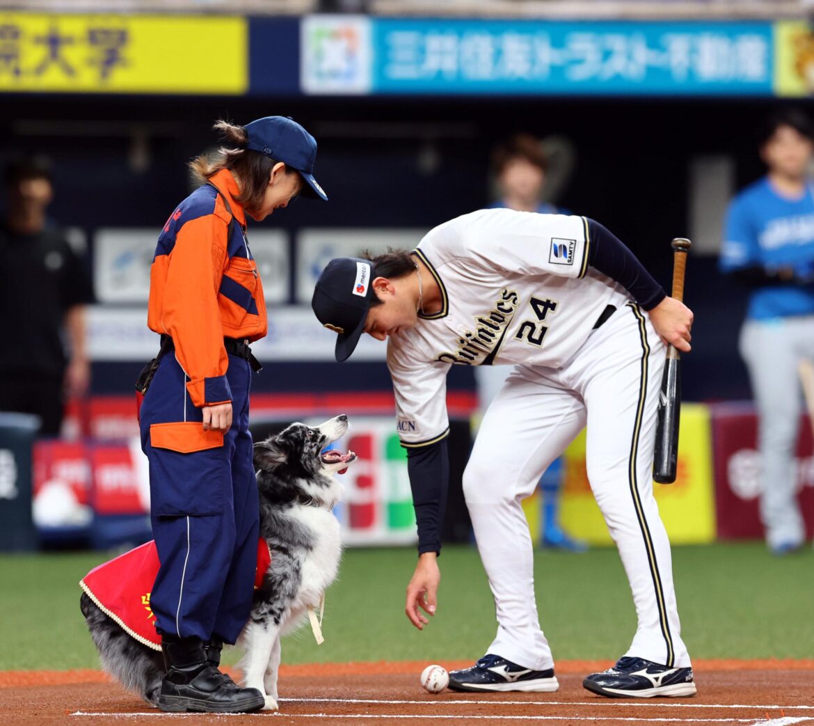 オリックス 紅林弘太郎が「ずっとにっこにこ」「今年１ほのぼの」災害救助犬の激カワ始球式 にこやかスイングで神対応（デイリースポーツ） - Yahoo!ニュース - Yahoo!ニュース