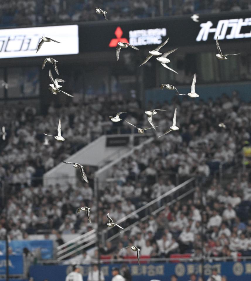 ロッテ戦で3年ぶり珍事 鳥の大群襲来で試合中断 ネットにかかり2羽が落下 球場騒然もファンが救出 拍手わき起こる(デイリースポーツ) – Yahoo!ニュース – Yahoo!ニュース ロッテ戦で3年ぶり珍事 鳥の大群襲来で試合中断 ネットにかかり2羽が落下 球場騒然もファンが救出 拍手わき起こる(デイリースポーツ) - Yahoo!ニュース - Yahoo!ニュース