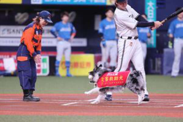 【オリックス】災害救助犬アッシュと訓練士・中野汀彩さんが“ワン”ダフルな始球式「すごく頑張ってくれた」 – au Webポータル 【オリックス】災害救助犬アッシュと訓練士・中野汀彩さんが“ワン”ダフルな始球式「すごく頑張ってくれた」 - au Webポータル