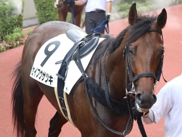 福岡ソフトバンクホークス・柳田悠岐選手 セイフウサツキで馬主2勝目なるか