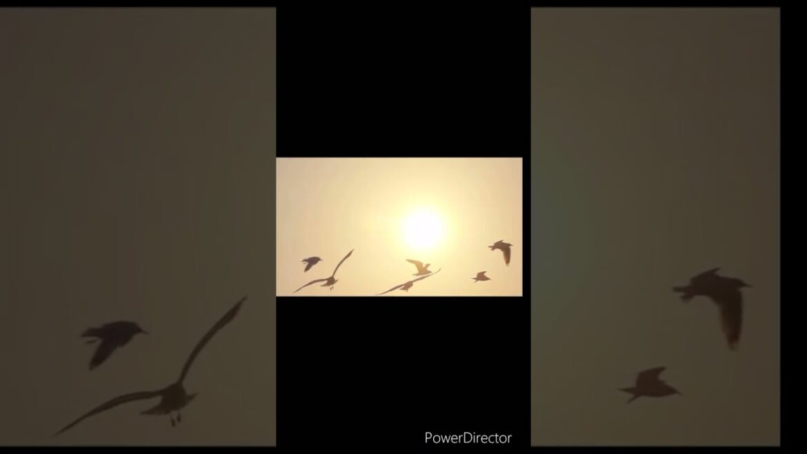 2025開幕戦　福岡ソフトバンクホークス対千葉ロッテマリーンズ #ソフトバンク #ロッテ #プロ野球