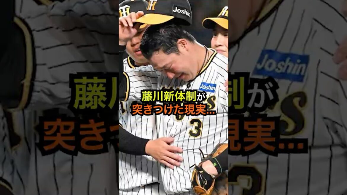 阪神“選別”の夏──楠本・梅野・井上・森木・西は残れるか【藤川体制】#阪神タイガース #藤川球児 #去就