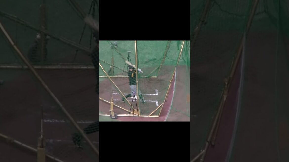 タイガース島田海吏のフリーバッティング（2024年7月16日読売ジャイアンツ対 阪神タイガース）