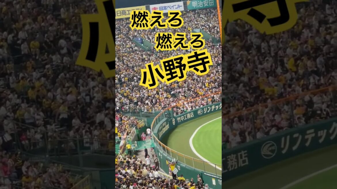 #阪神応援 #小野寺暖 #タイガース #阪神 #燃えろ#猛虎 #hanshin #アレ#優勝 #マジック #阪神タイガース #hanshintigers #プロ野球 #登場曲