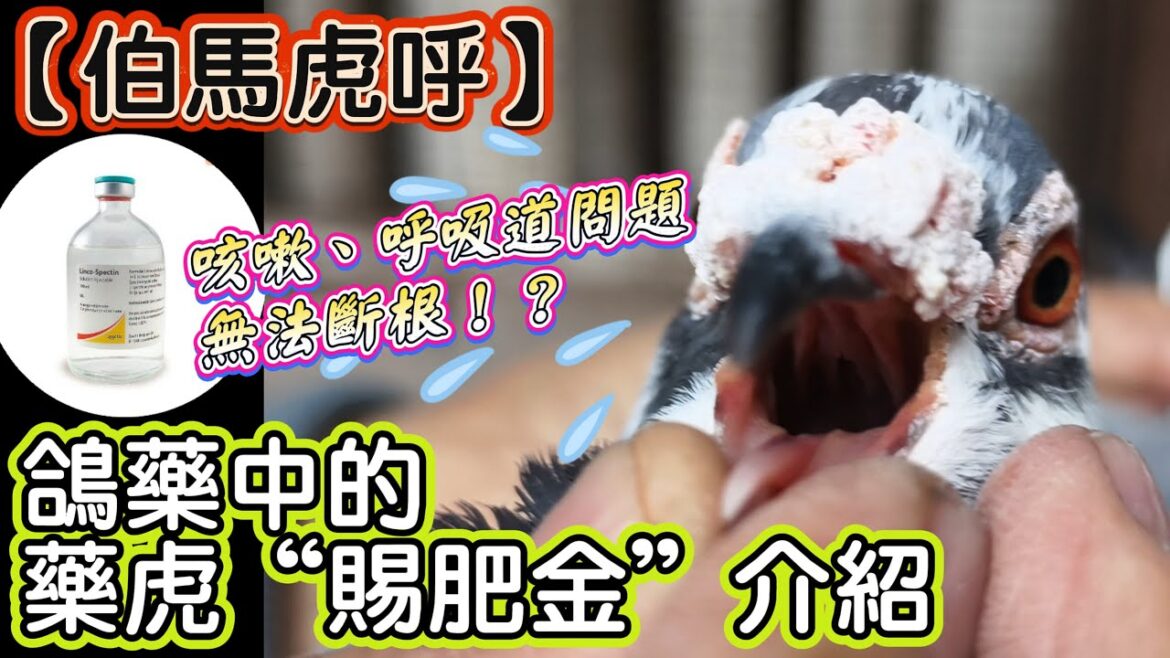 【伯馬虎呼】賽鴿咳嗽、呼吸道問題無法斷根！？鴿藥中的藥虎“賜肥金”介紹　 #鴿子 #pigeon #鴿舍 #種鴿 #養鴿 #邱銘德 #金利威 #邱麟翔 #強豪 #北里黴素
