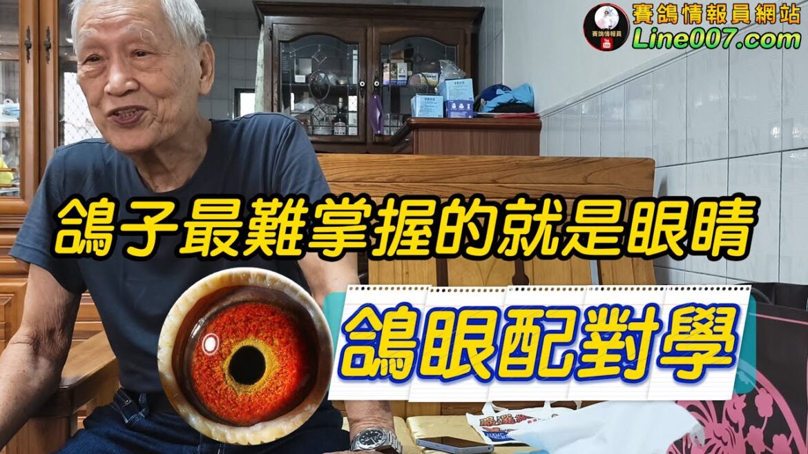 “以柔配剛?”鴿眼配對學~西眼配西眼,黃眼配黃眼可以嗎?臥眼誌立眼誌如何配? #育種 #種鴿 #賽鴿 #邱銘德 “以柔配剛?”鴿眼配對學~西眼配西眼,黃眼配黃眼可以嗎?臥眼誌立眼誌如何配? #育種 #種鴿 #賽鴿 #邱銘德