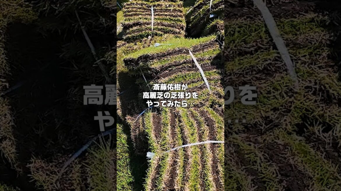 斎藤佑樹が芝張りをやってみたら予想外の洗礼が…