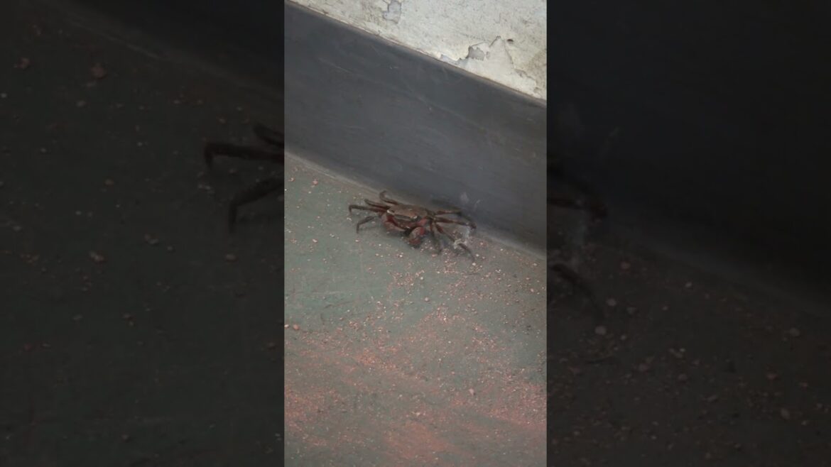 Yomiuri-Giants: 廊下を渡っているから… #shorts 廊下を渡っているから... #shorts