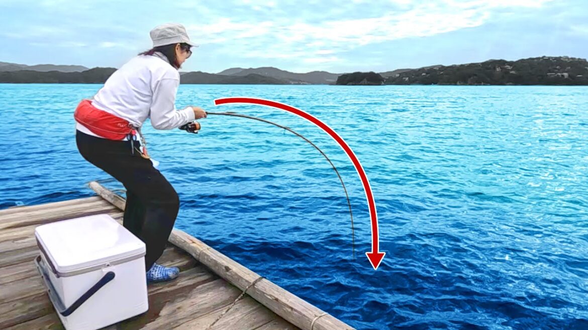 サビキ釣りしてたら、60センチの大物が掛かってパニック! サビキ釣りしてたら、60センチの大物が掛かってパニック!