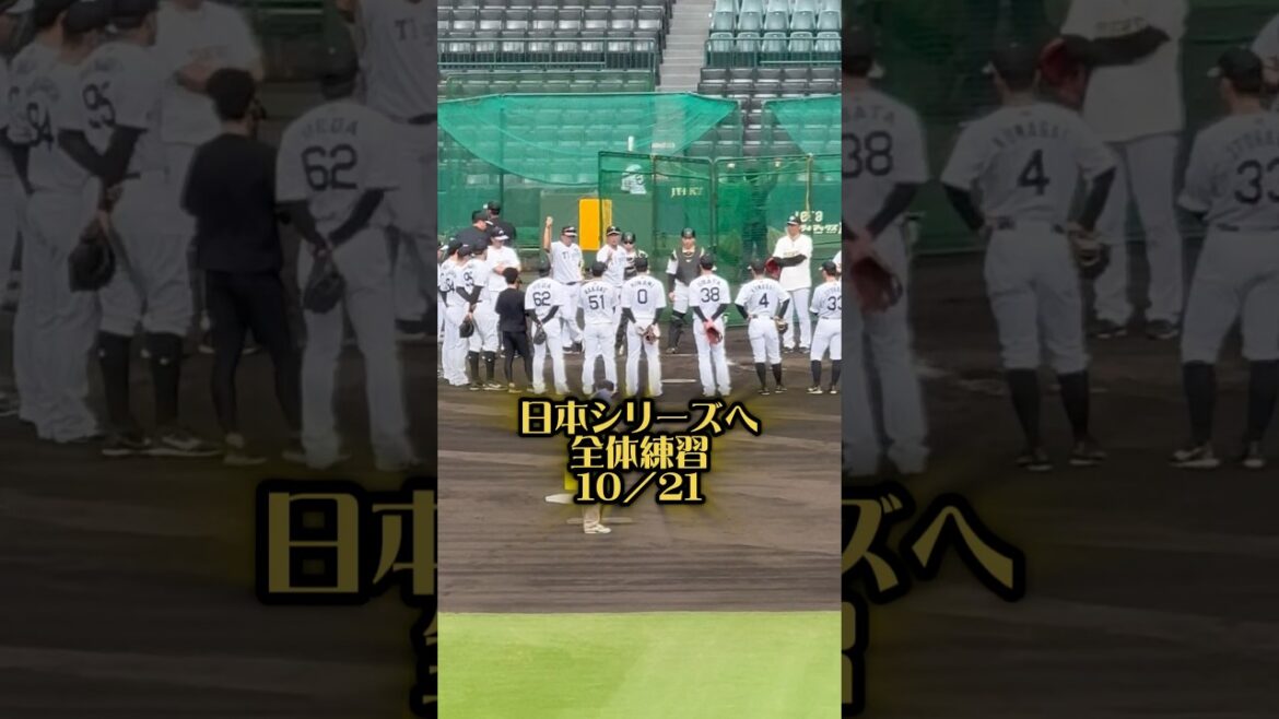 日本シリーズへ全体練習25/10/21 #阪神タイガース #阪神 #阪神ファン #プロ野球 #甲子園 #中野拓夢 #近本光司 #森下翔太 #佐藤輝明 #小幡竜平 #原口文仁 #日本シリーズ