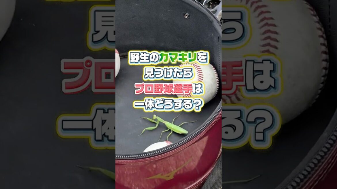 【プロ野球選手×カマキリ】宮崎の地で奇跡の出会い🪄︎︎✨