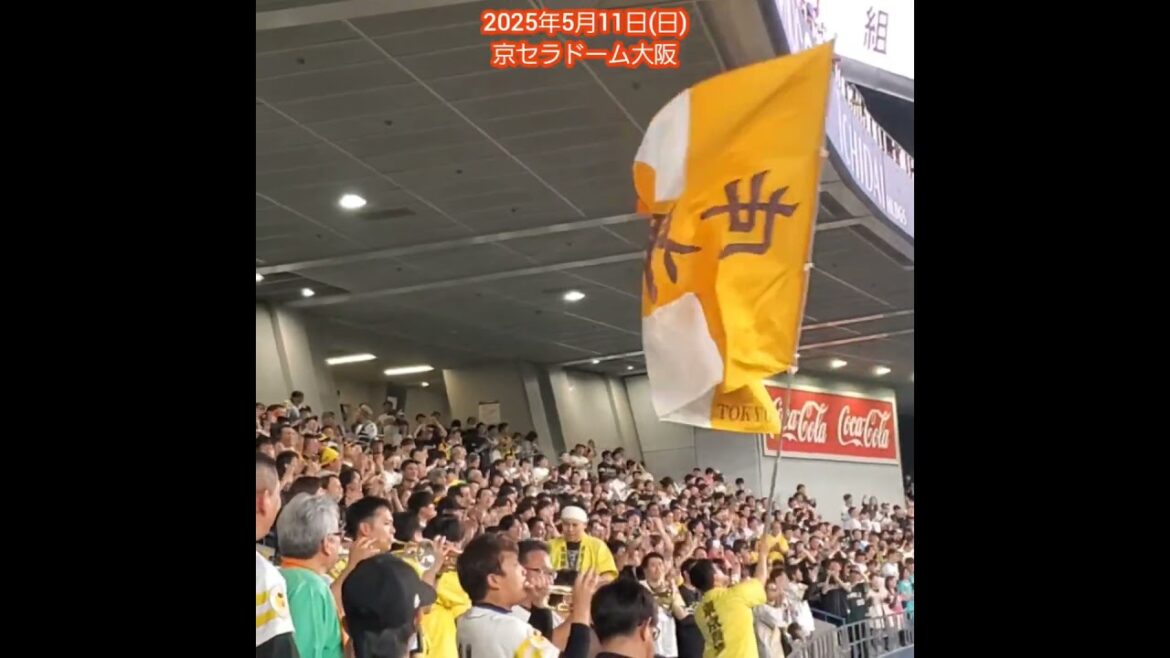 20250511【嶺井博希】横浜時代の応援歌も歌うﾎｰｸｽﾌｧﾝ　#shorts@京ｾﾗﾄﾞｰﾑ大阪･ﾚﾌﾄ外野下段