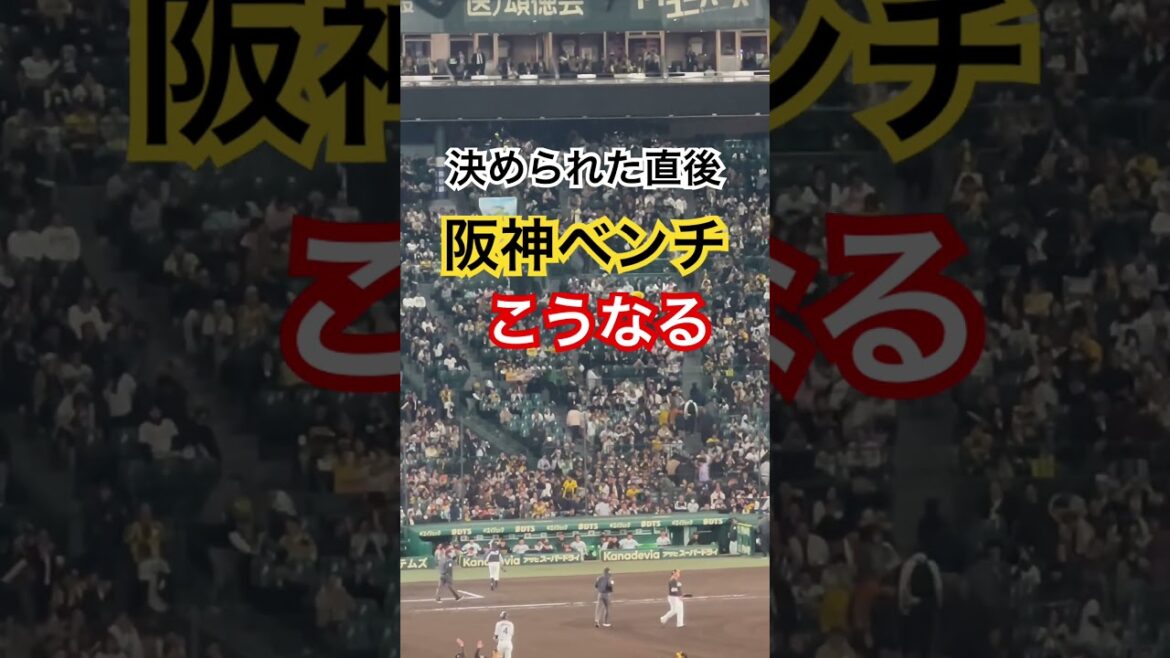 #阪神甲子園球場 #阪神タイガース #日本シリーズ #甲子園 #hanshin #tigers #koshien
