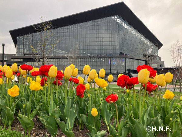 エスコンフィールドとチューリップ